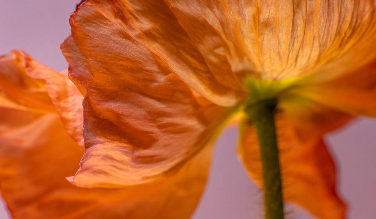 the flower's line