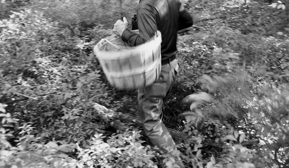 foraging