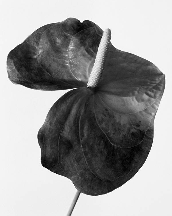 anthurium