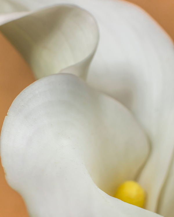 calla lily
