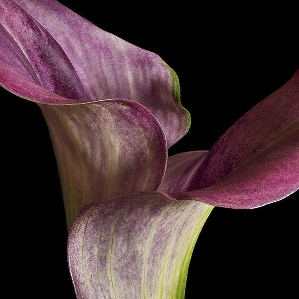 lily