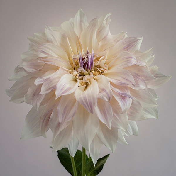 dahlia