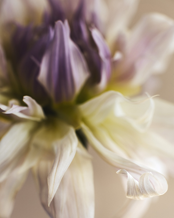 dahlia