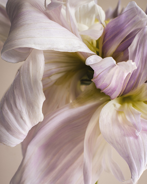 dahlia