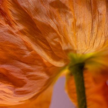 The Flower's Line