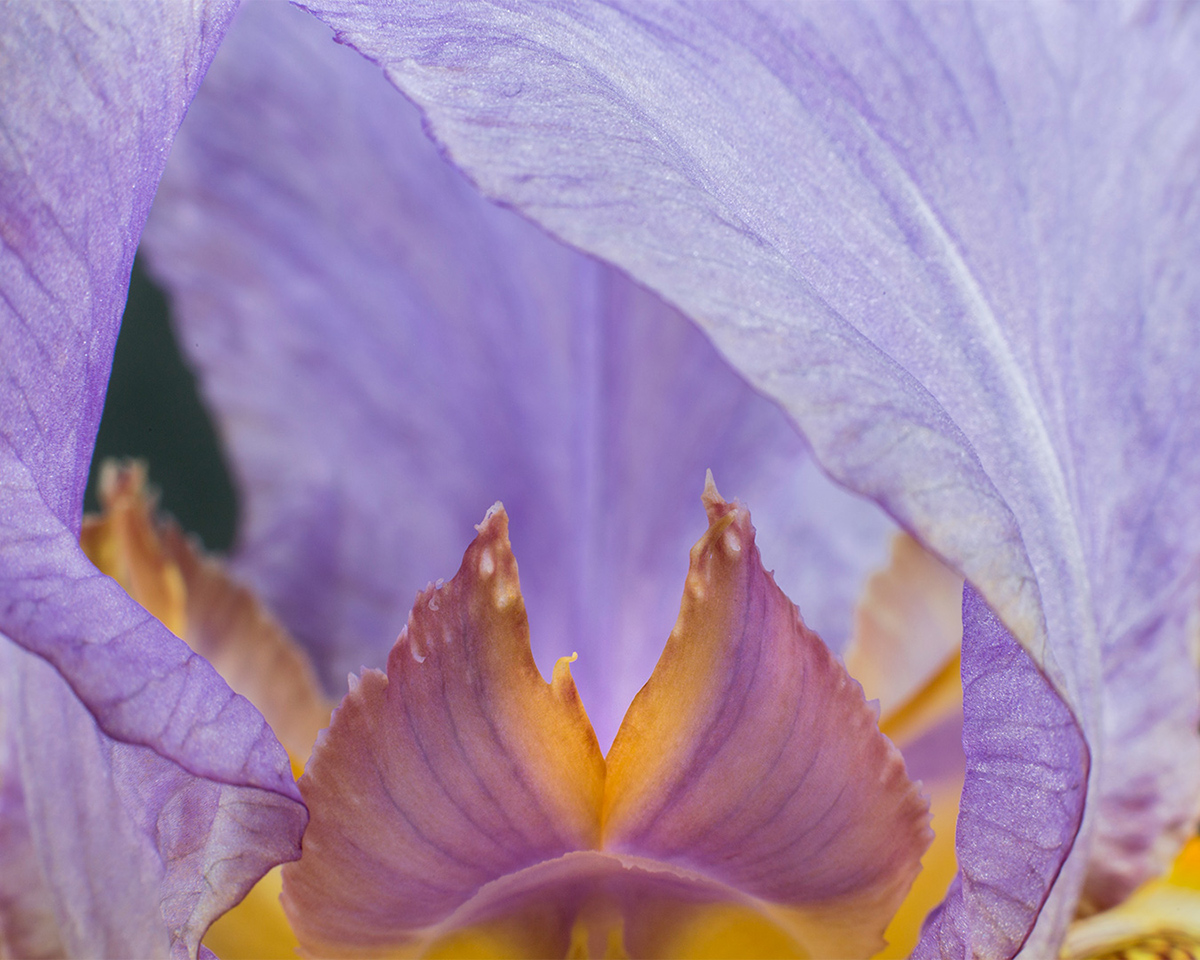 iris