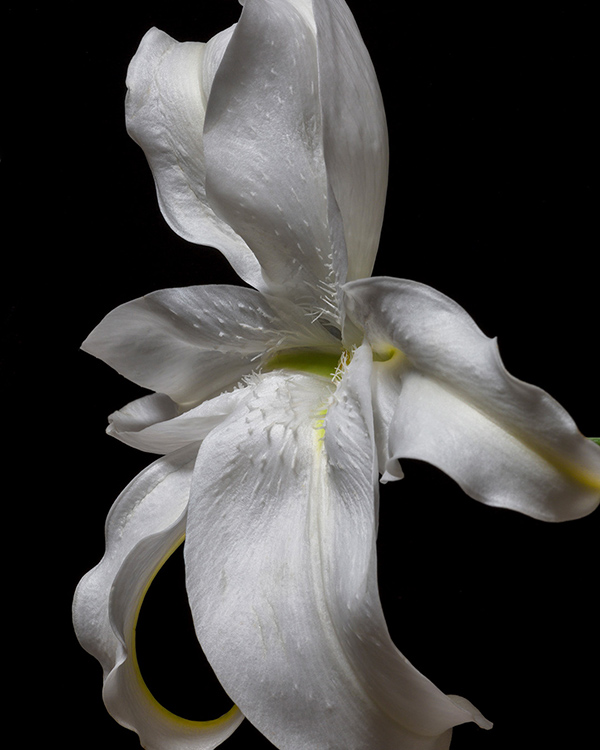 lily