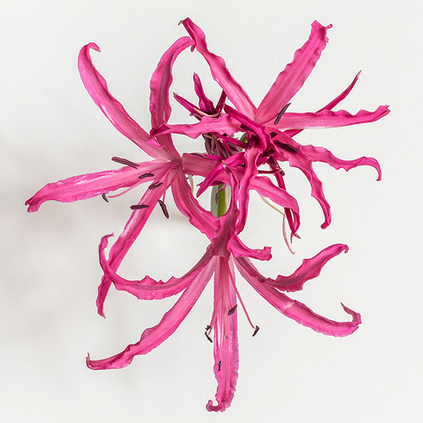 lily