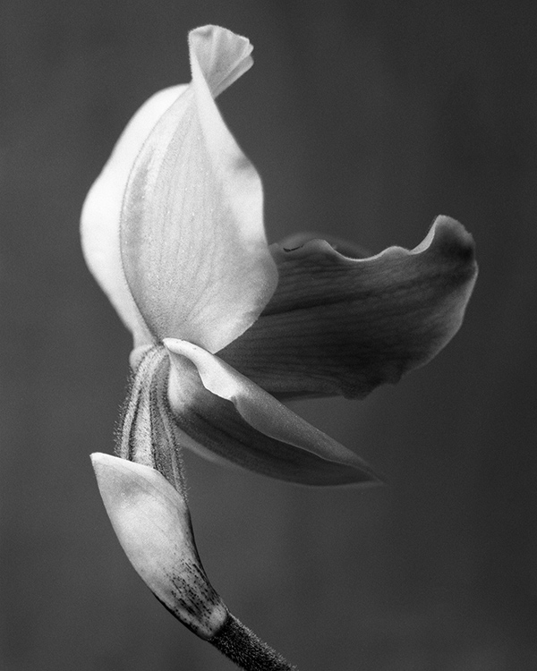 orchid