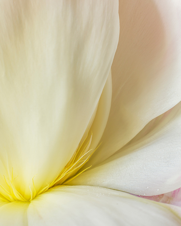 peony