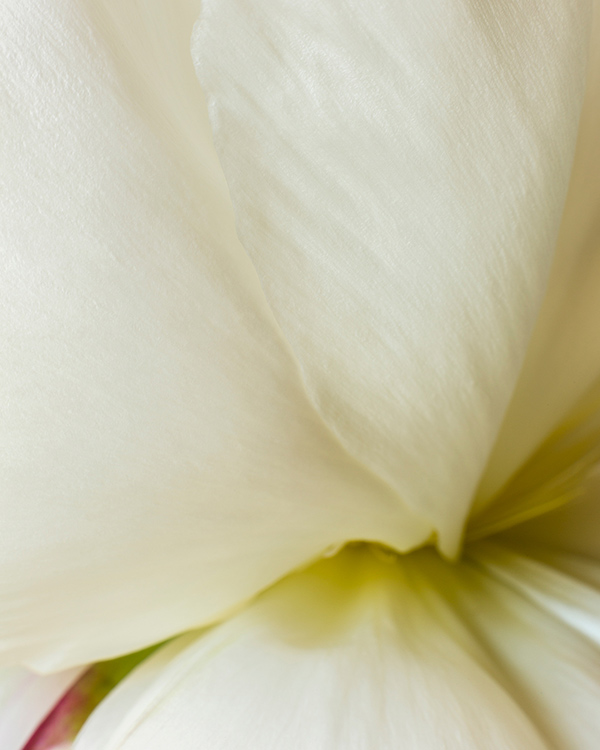 peony