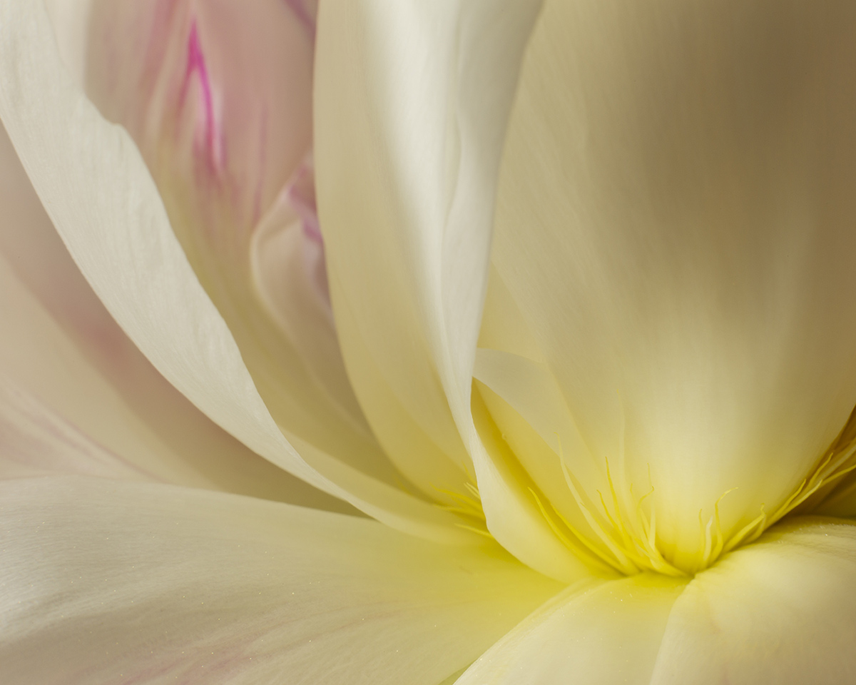 peony