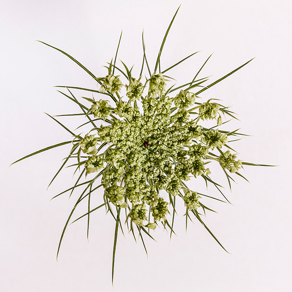 queen ann's lace
