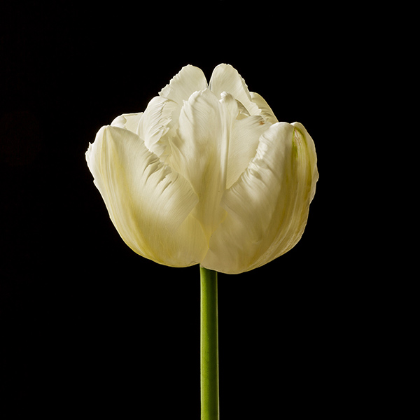 tulip