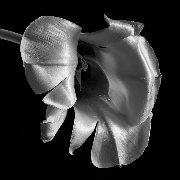tulip
