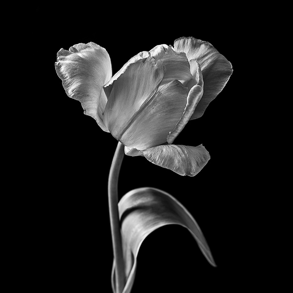 tulip