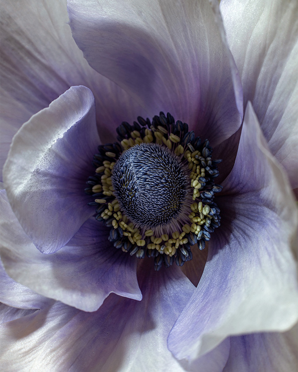windflower