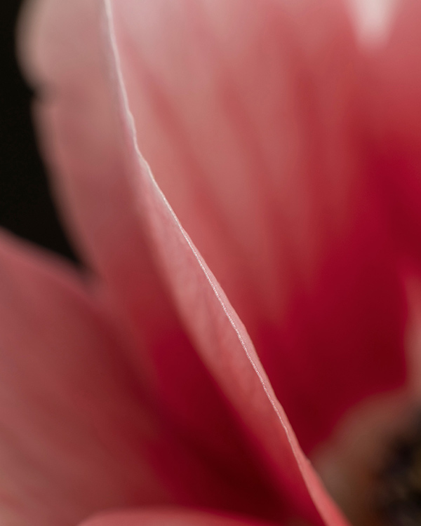 windflower