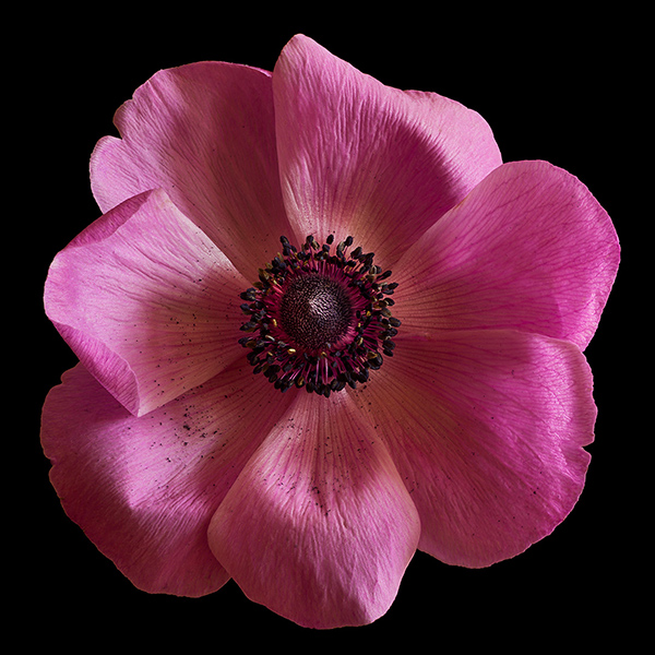 windflower