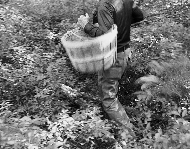 foraging