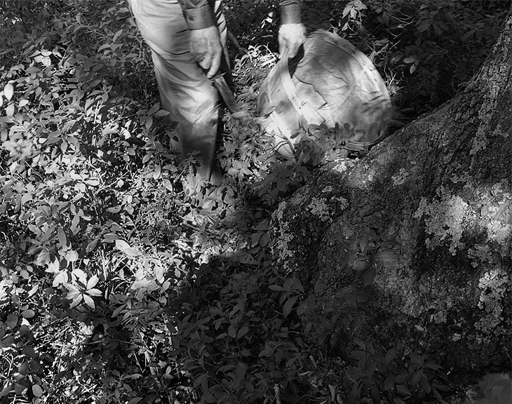 foraging