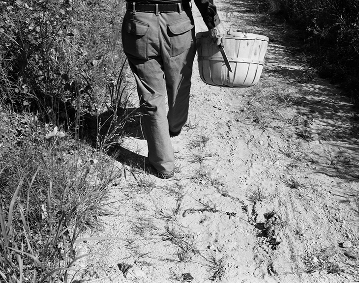 foraging