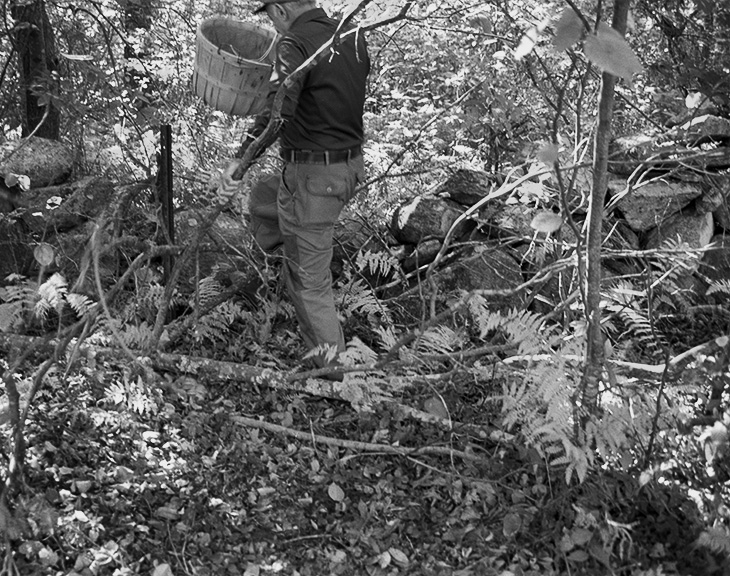foraging